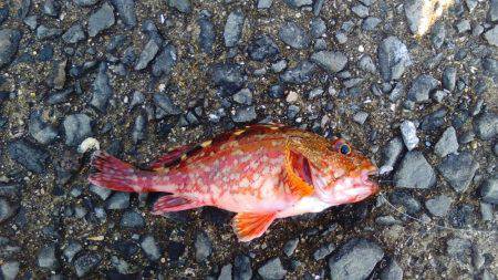 凄い人でびっくりしました。